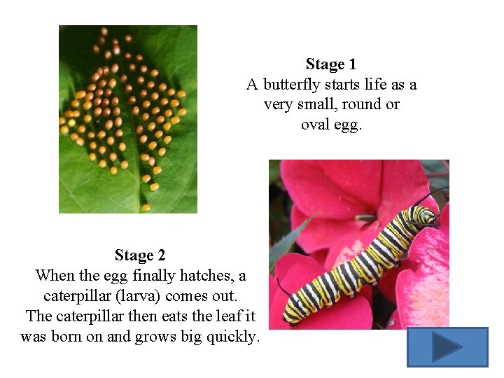 Stage 1 A butterfly starts life as a very small, round or oval egg.