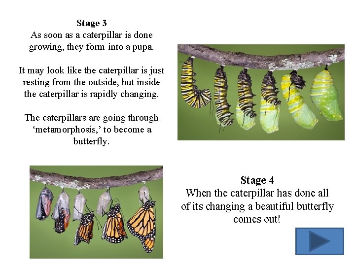 Stage 3 As soon as a caterpillar is done growing, they form into a