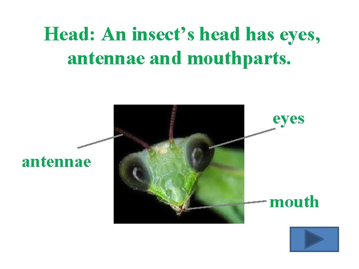 Head: An insect’s head has eyes, antennae and mouthparts. eyes antennae mouth 