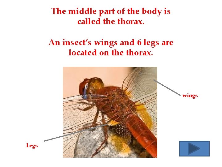 The middle part of the body is called the thorax. An insect’s wings and