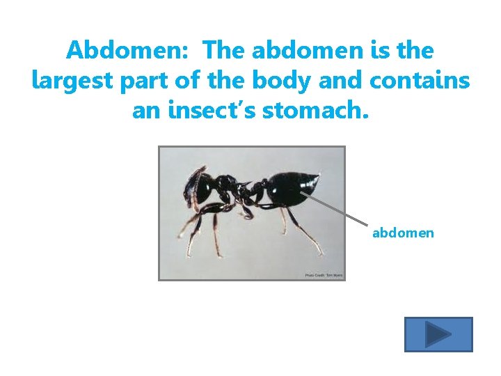 Abdomen: The abdomen is the largest part of the body and contains an insect’s