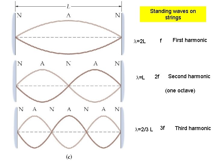 Standing waves on strings f l=2 L l=L First harmonic Second harmonic 2 f Standing waves on strings f l=2 L l=L First harmonic Second harmonic 2 f