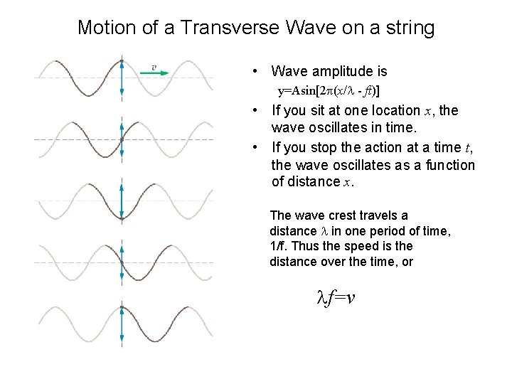Motion of a Transverse Wave on a string • Wave amplitude is y=Asin[2 p(x/l Motion of a Transverse Wave on a string • Wave amplitude is y=Asin[2 p(x/l