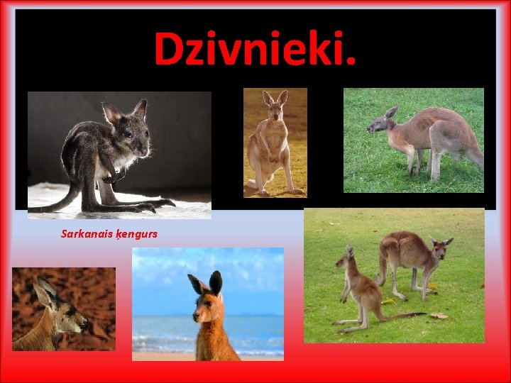 Dzivnieki. Sarkanais ķengurs 