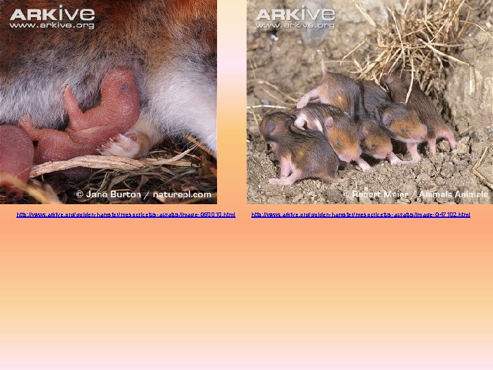 http: //www. arkive. org/golden-hamster/mesocricetus-auratus/image-G 50010. html http: //www. arkive. org/golden-hamster/mesocricetus-auratus/image-G 47102. html 