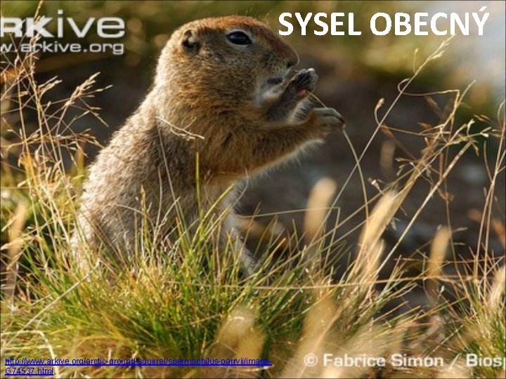 SYSEL OBECNÝ http: //www. arkive. org/arctic-ground-squirrel/spermophilus-parryii/image. G 74537. html 