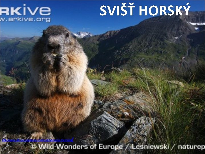 SVIŠŤ HORSKÝ / http: //www. arkive. org/alpine-marmot/marmota-marmota 