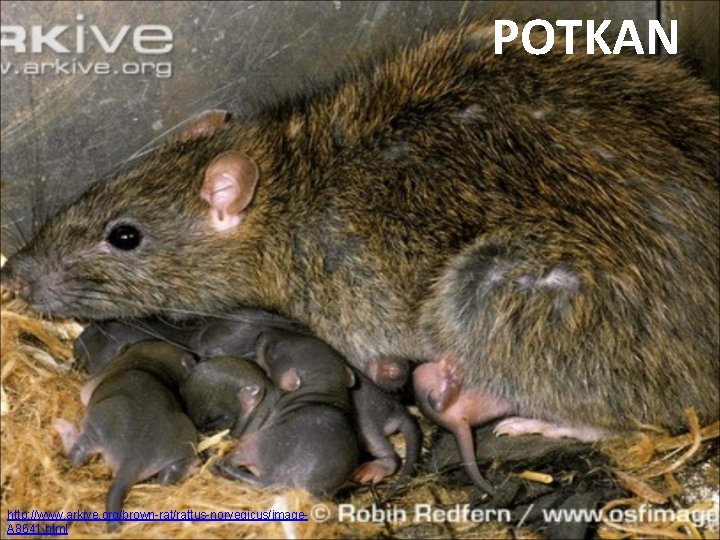 POTKAN http: //www. arkive. org/brown-rat/rattus-norvegicus/image. A 8641. html 