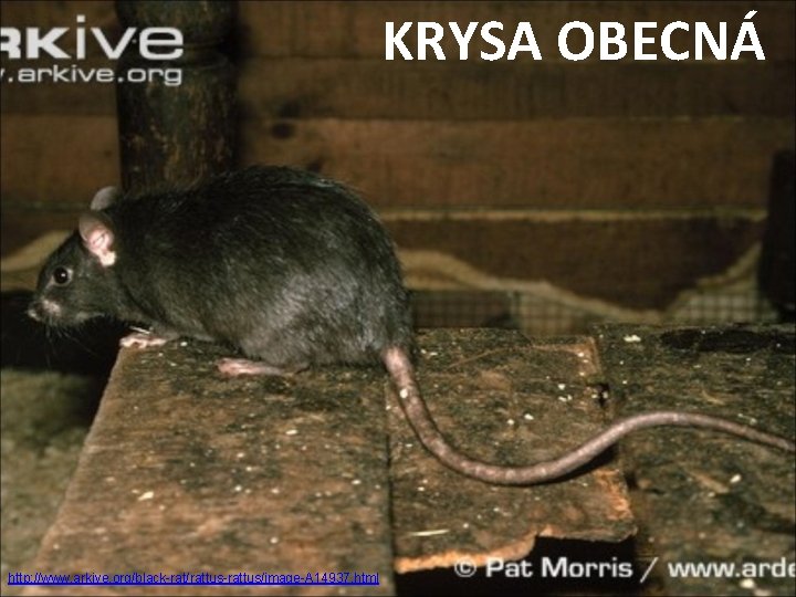 KRYSA OBECNÁ http: //www. arkive. org/black-rat/rattus-rattus/image-A 14937. html 