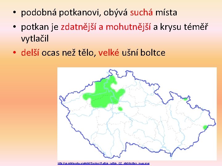  • podobná potkanovi, obývá suchá místa • potkan je zdatnější a mohutnější a