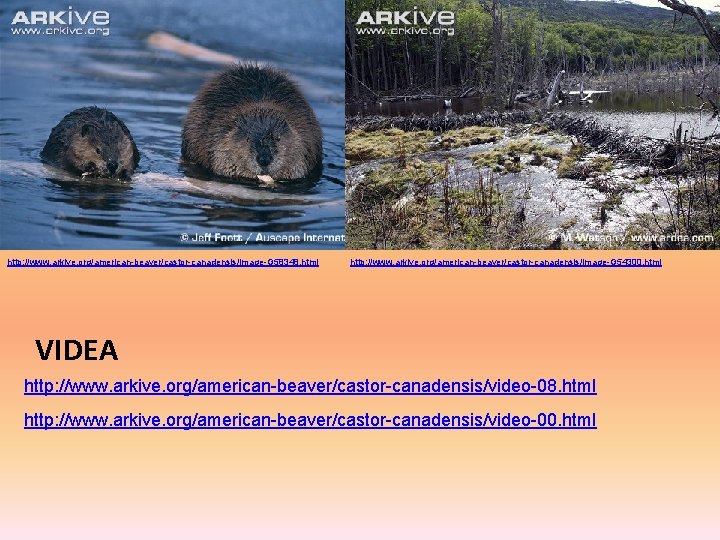 http: //www. arkive. org/american-beaver/castor-canadensis/image-G 58348. html http: //www. arkive. org/american-beaver/castor-canadensis/image-G 54300. html VIDEA http: