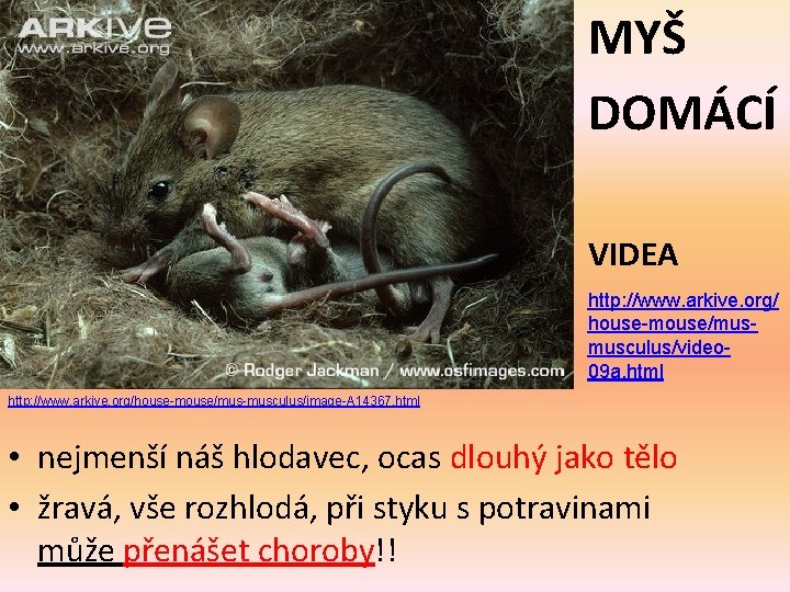 MYŠ DOMÁCÍ VIDEA http: //www. arkive. org/ house-mouse/musmusculus/video 09 a. html http: //www. arkive.