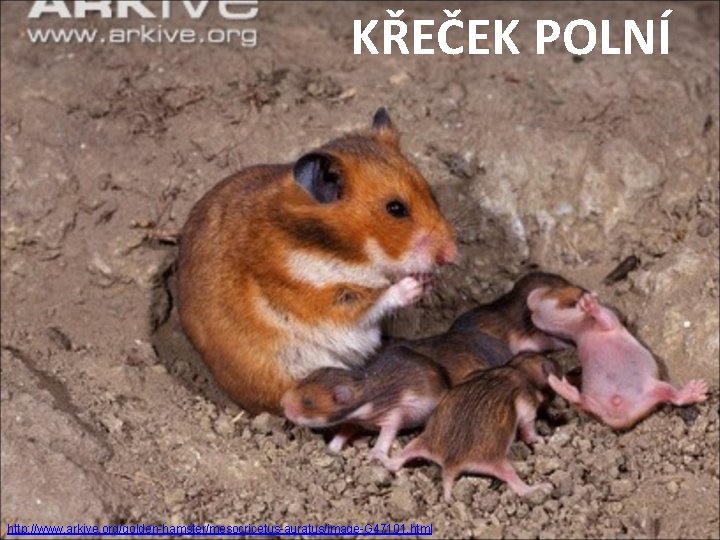 KŘEČEK POLNÍ http: //www. arkive. org/golden-hamster/mesocricetus-auratus/image-G 47101. html 