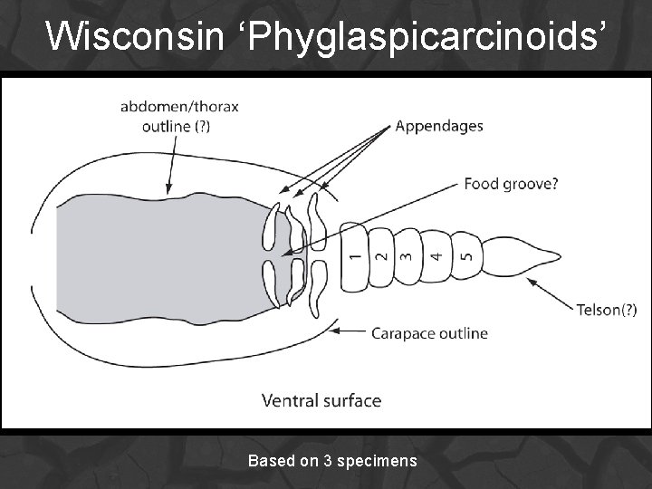 Wisconsin ‘Phyglaspicarcinoids’ Based on 3 specimens 