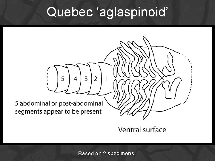 Quebec ‘aglaspinoid’ Based on 2 specimens 