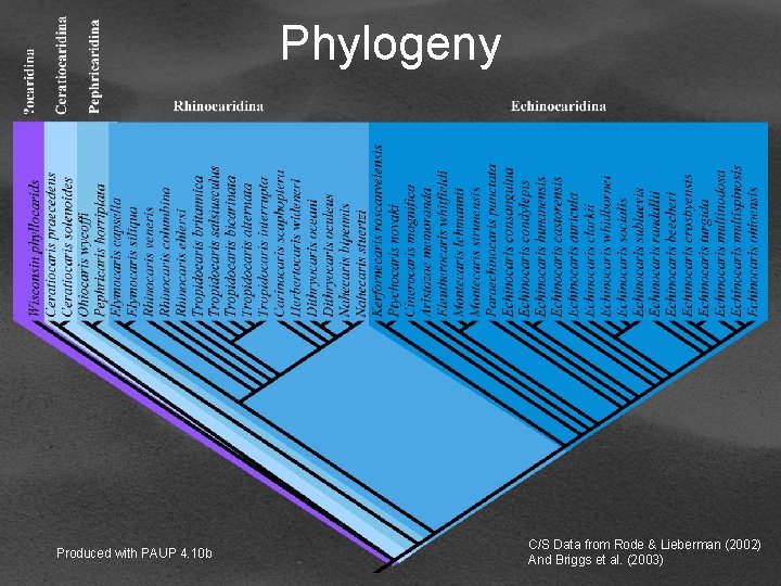 Phylogeny Produced with PAUP 4. 10 b C/S Data from Rode & Lieberman (2002)