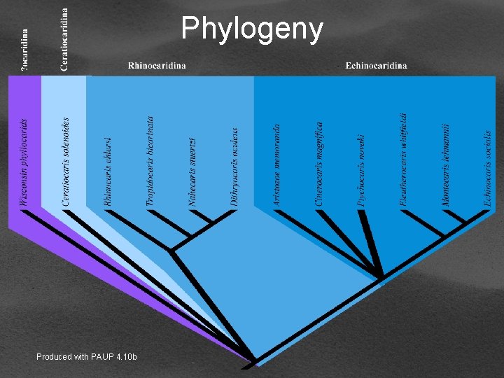 Phylogeny Produced with PAUP 4. 10 b 