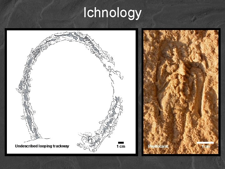 Ichnology Undescribed looping trackway 1 cm Phyllocarid 1 cm 