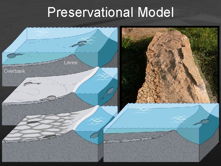 Preservational Model Levee Overbank Channel * Vertical exaggeration in block diagrams 8. 5 cm