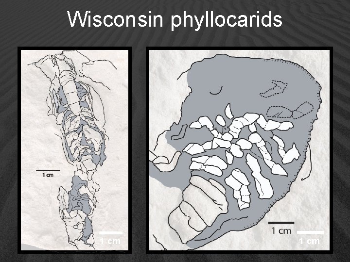 Wisconsin phyllocarids 1 cm 