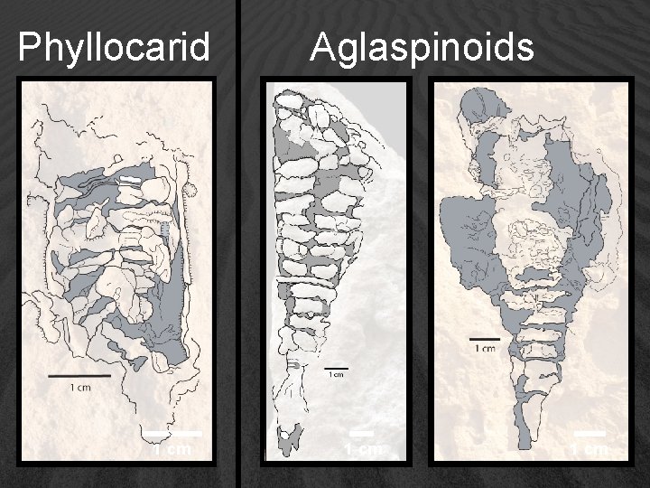 Phyllocarid Aglaspinoids 1 cm 