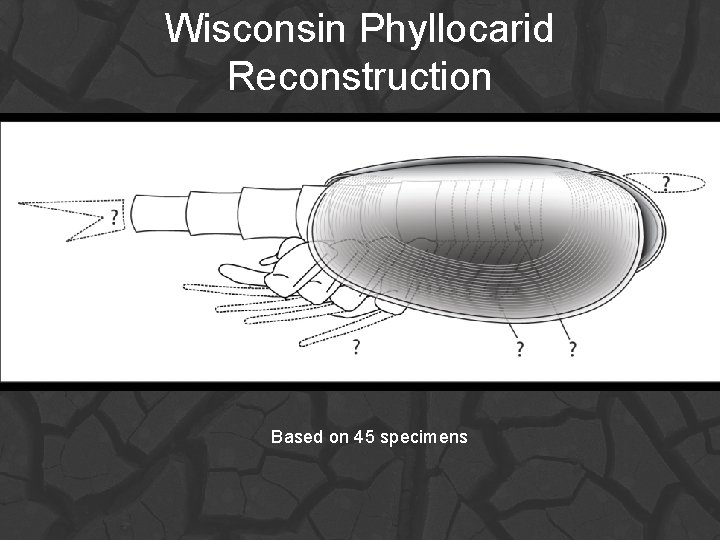 Wisconsin Phyllocarid Reconstruction Based on 45 specimens 