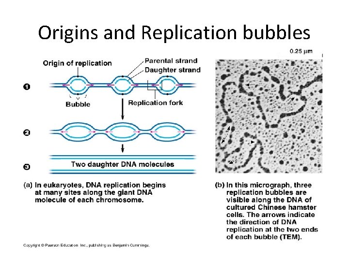 Origins and Replication bubbles 