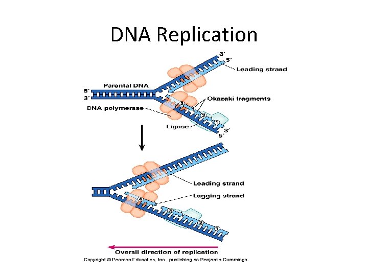 DNA Replication 