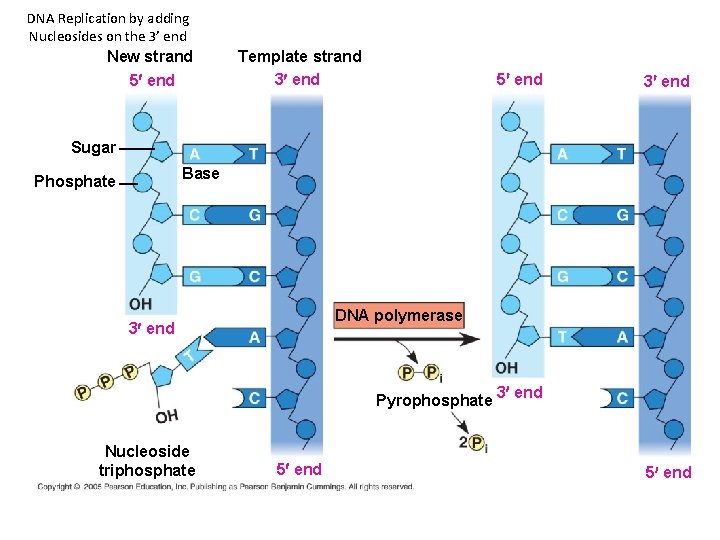 DNA Replication by adding Nucleosides on the 3’ end New strand 5¢ end Template