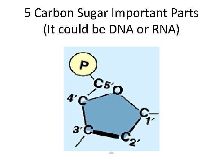 5 Carbon Sugar Important Parts (It could be DNA or RNA) 