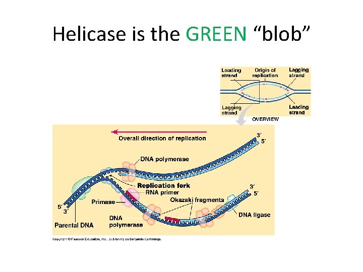 Helicase is the GREEN “blob” 
