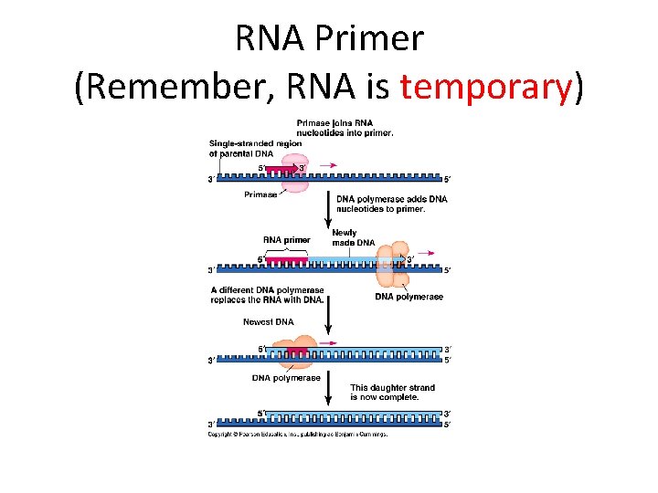 RNA Primer (Remember, RNA is temporary) 