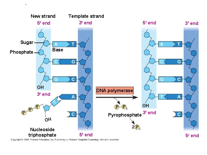 . New strand 5¢ end Template strand 3¢ end 5¢ end 3¢ end Sugar