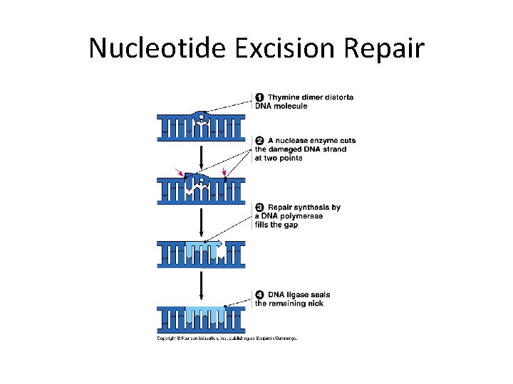 Nucleotide Excision Repair 