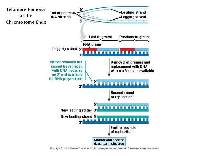 Telomere Removal at the Chromosome Ends End of parental DNA strands 5¢ Leading strand