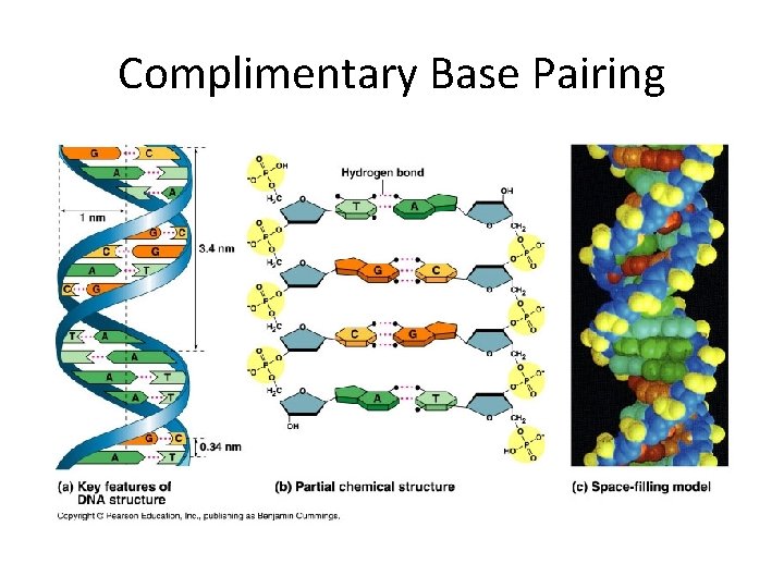 Complimentary Base Pairing 