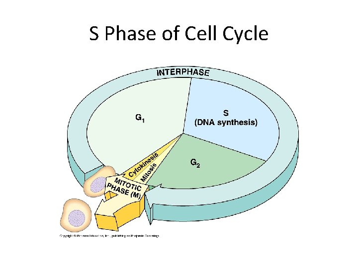 S Phase of Cell Cycle 