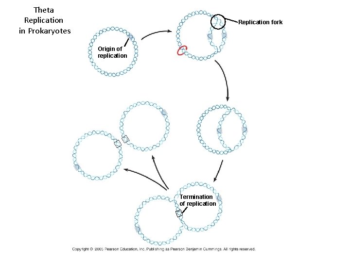 Theta Replication in Prokaryotes Replication fork Origin of replication Termination of replication 