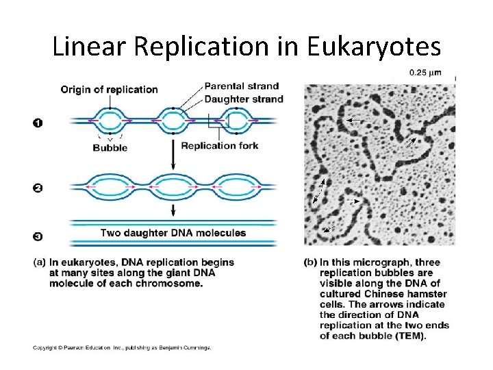 Linear Replication in Eukaryotes 