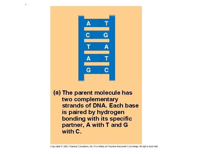 . The parent molecule has two complementary strands of DNA. Each base is paired