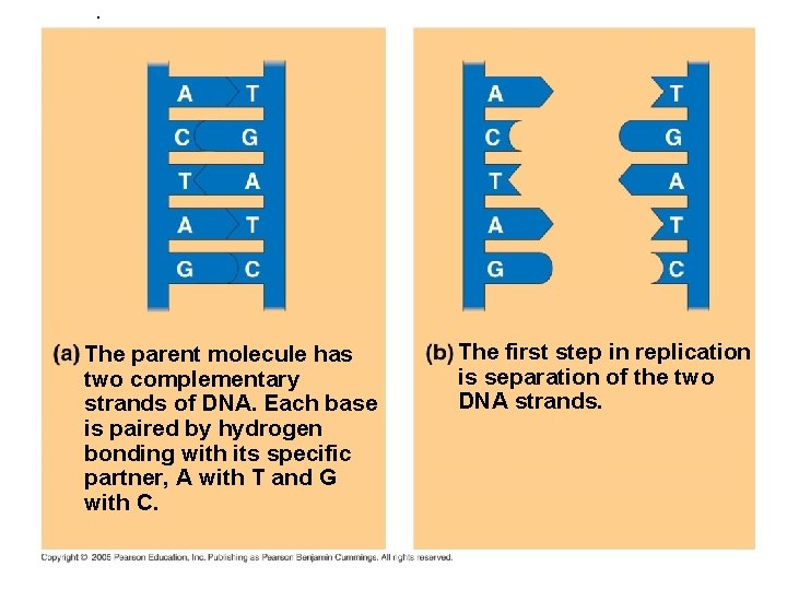 . The parent molecule has two complementary strands of DNA. Each base is paired