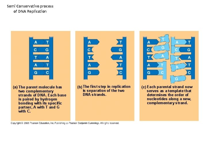 Semi Conservative process of DNA Replication The parent molecule has two complementary strands of