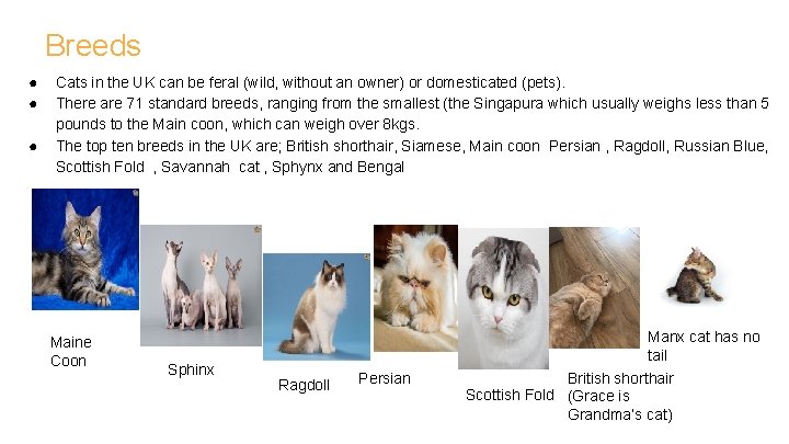 Breeds ● ● ● Cats in the UK can be feral (wild, without an