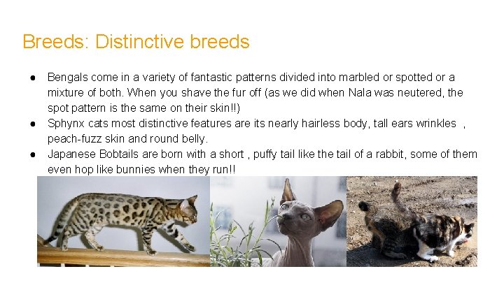 Breeds: Distinctive breeds ● ● ● Bengals come in a variety of fantastic patterns