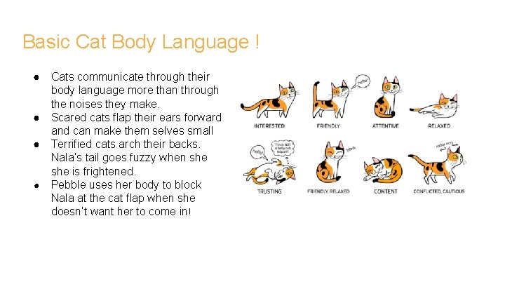 Basic Cat Body Language ! ● ● Cats communicate through their body language more