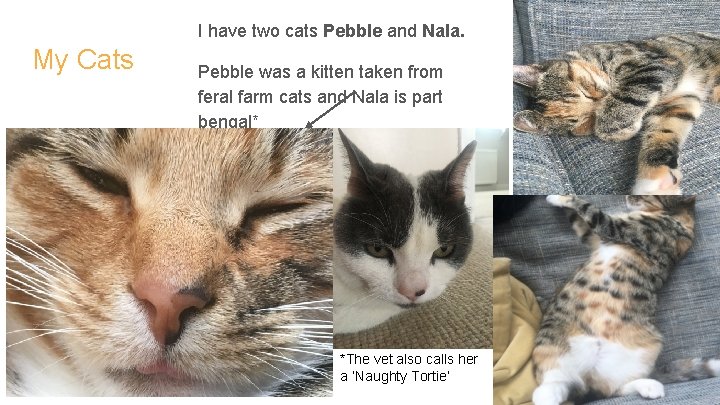 I have two cats Pebble and Nala. My Cats Pebble was a kitten taken