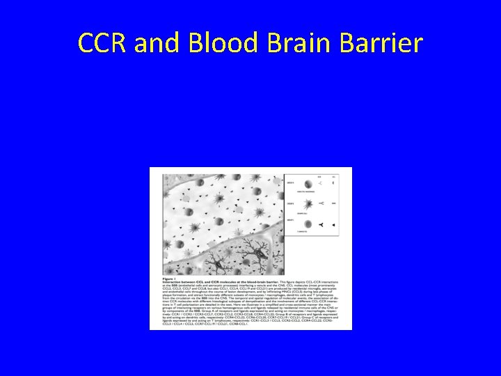 CCR and Blood Brain Barrier 