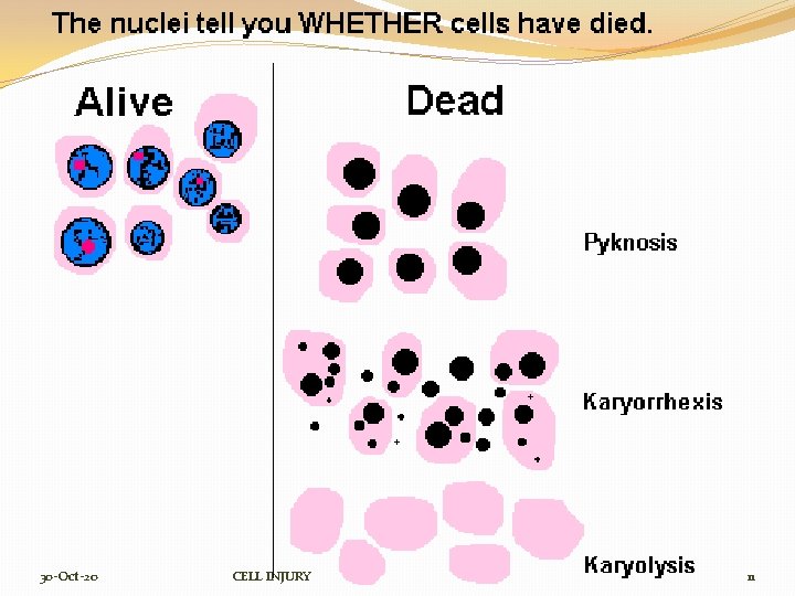 30 -Oct-20 CELL INJURY 11 