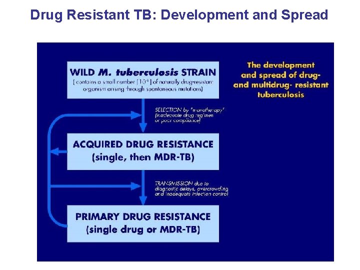 Drug Resistant TB: Development and Spread 