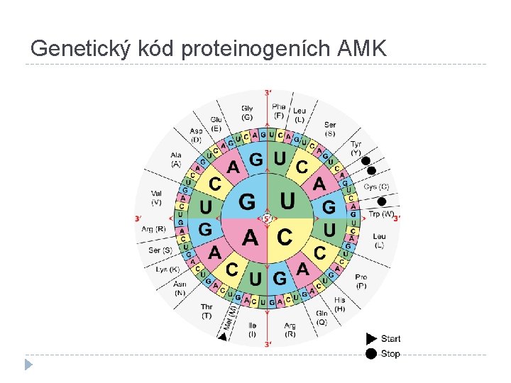 Genetický kód proteinogeních AMK 